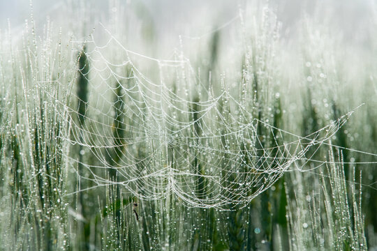Cowebs Covered in Dew in Farm Field