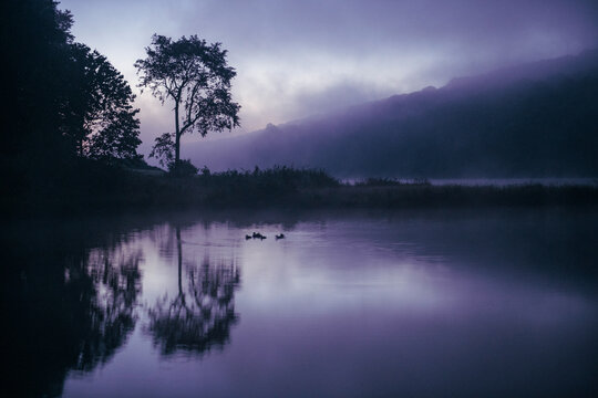 Ducks Swimming in Idyllic WV Lake during Foggy Colorful Sunrise
