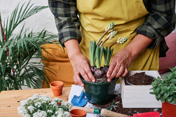 Woman transplanting a plant in the home garden in spring