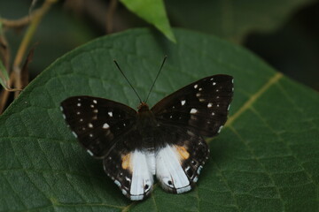 Black butterfly on leaf
