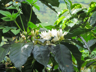 Obraz premium flowers in a garden