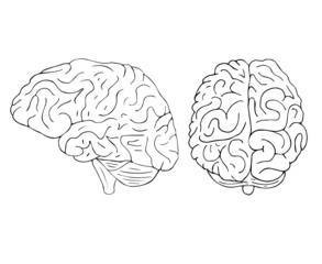 Vector hand drawn doodle sketch human brain isolated on white background