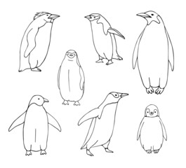 Vector set bundle of hand drawn doodle sketch penguin isolated on white background