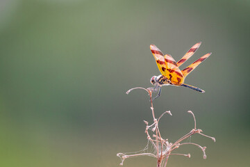 Dragonfly on Branch