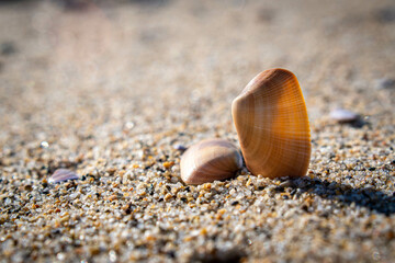 seashell on the beach