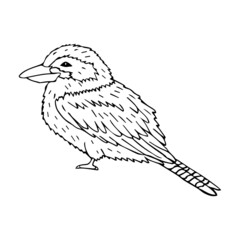 Vector hand drawn doodle sketch kookaburra bird isolated on white background