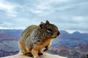 Squirrel at the Grand Canyon © Jonathan
