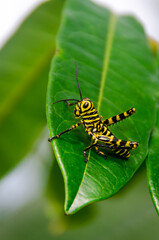 Grasshopper on a leaf