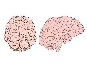 Vector hand drawn doodle sketch colored human brain isolated on white background