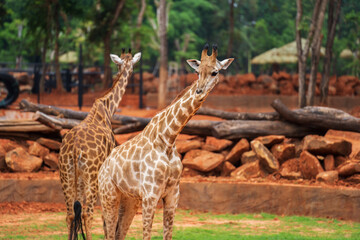 giraffe (giraffa camelopardalis) standing on ground