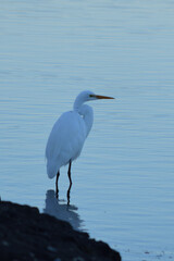 Great Egret - Ardea alba