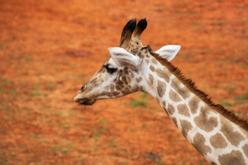 Close-up of the head of giraffe