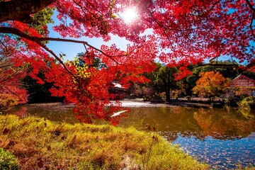 Obraz premium 宇佐神宮の紅葉