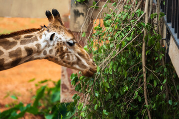 Close up of giraffe eating leaves