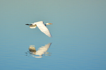 Great Egret - Ardea alba