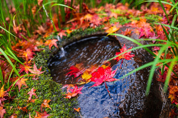 秋・紅葉・日本庭園イメージ　祇王寺