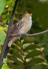 The guira cuckoo (Guira guira) 