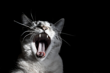 Cat Yawning Black Background