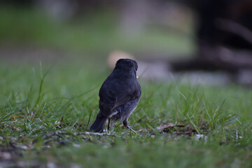 crow on the grass
