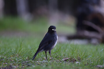 blackbird on the grass