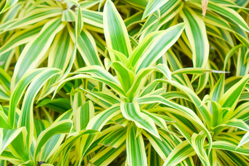 Beautiful Green leaves pattern background.