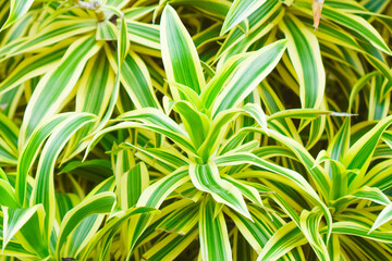 Beautiful Green leaves pattern
