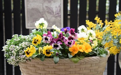 植木鉢に植えた春の花、カラフルな春の花の寄せ植え