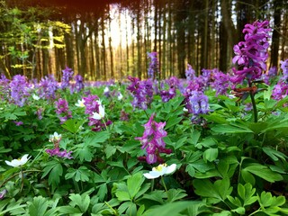 flowers in the garden