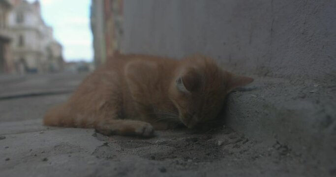 Sick and dying cat on the streets in Havana, Cuba