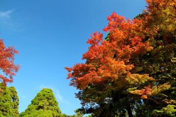 美しい晴れの光を浴びる紅葉の木