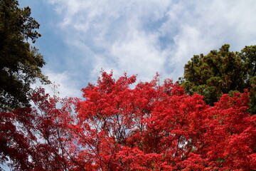 秋の森の中のイメージ