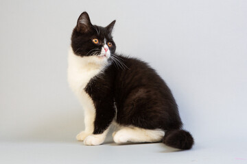 白と黒のショートヘア　子猫