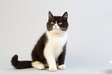 Fototapeta premium 白と黒のショートヘア 子猫