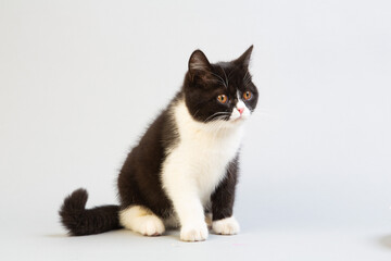 Fototapeta premium 白と黒のショートヘア 子猫