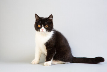 Fototapeta premium 白と黒のショートヘア 子猫