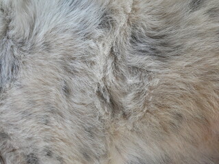 closeup of dog hair texture background.