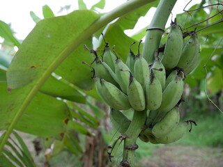 unripe green bananas on the banana tree.