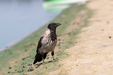 Hooded crow stands on the sandy bank of the Dnieper river.Crow with gray black plumage walks along the shore strewn with shells.