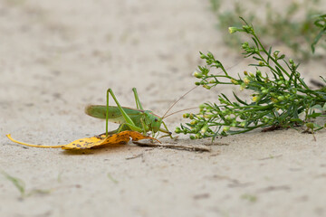 Large green locust on a dry leaf on the ground. Pest control.