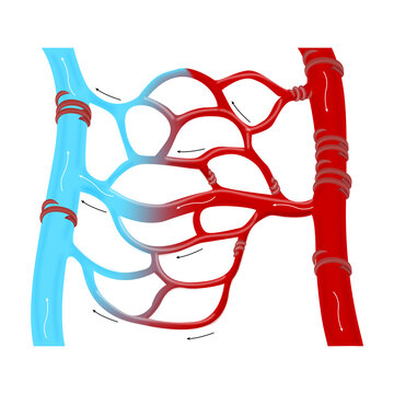 Illustration of the Circulatory System - Capilary blood flow on a white background