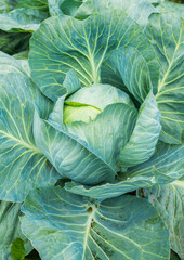 Obraz premium Green cabbage on the farm field. Selective focus. Shallow depth of field.