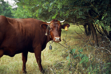 animals mammals grazing farm cow nature agriculture