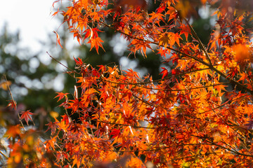 紅葉