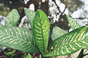 Dieffenbachia flower fresh green and white leaf plant in the home garden ornamental plants in pot, spotted leaves Aglaonema Repotting plant concept
