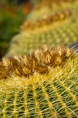 Golden Barrel Cactus , macro image.
