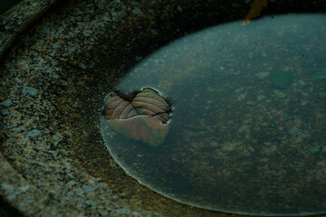 水面の落ち葉