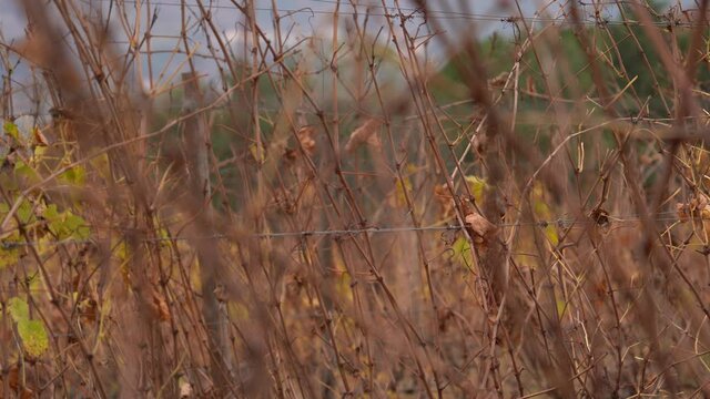Leafless Vineyard on Wire during the Winter Season - static close up