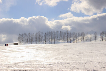 太陽の光を反射する雪原と白樺並木
