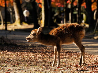 秋の午後の光の中で枯葉を食べる子鹿