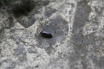 roly-poly 